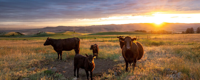 cow calf pairs in mountain pasture at sunrise