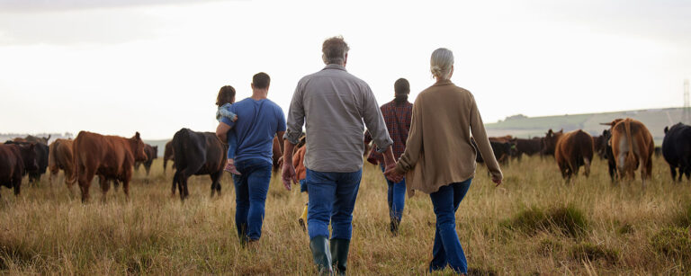 three generation family out walking amongst their cattle in a field