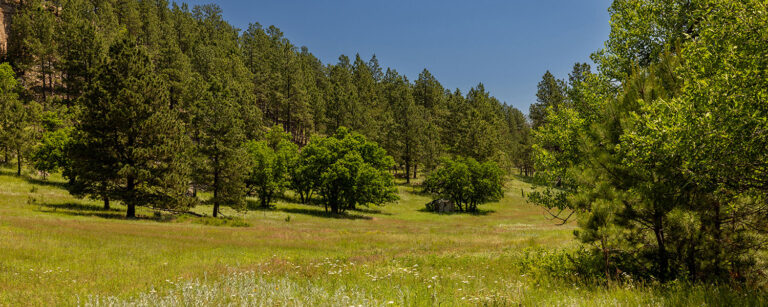 mountain meadow with treed slope and white wildflowers