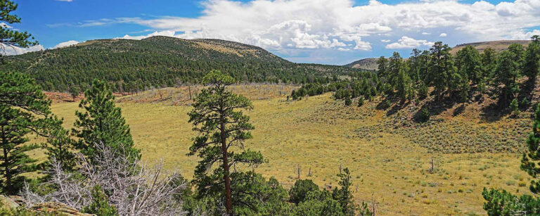 mountain meadow surrounded by treed slopes