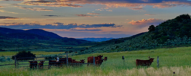 cattle along a fence at dusk with mountains and foothills in the background
