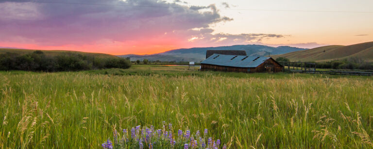 old homestead barn set in pasture with wildflowers and tall grass at sunset