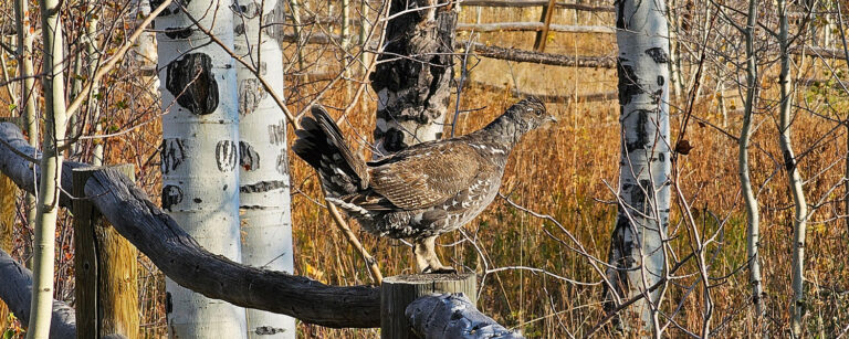 upland bird perched on fence post in grove of aspens