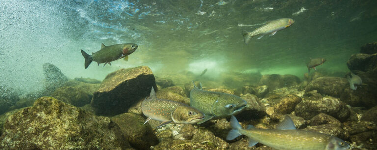 large swimming fish underwater in a river