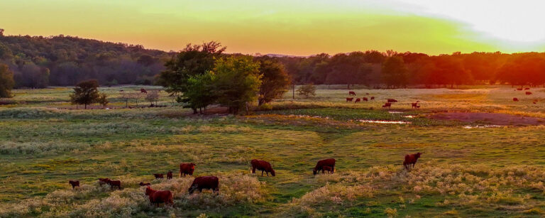 cattle grazing in pasture with sunset