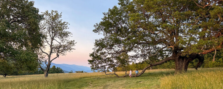 large trees in the southeast with kids playing at sunrise with grass