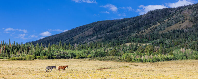 horses traveling across a meadow with tree-covered hill rising above