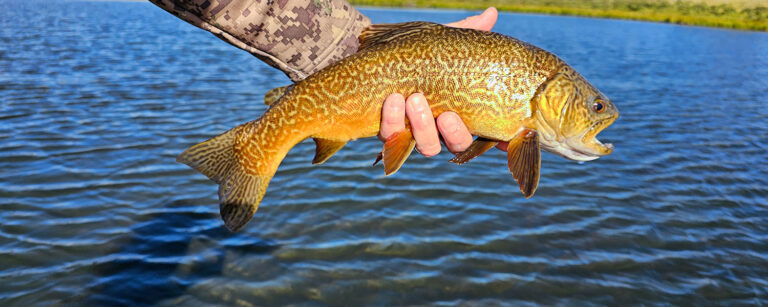 hand holding freshly caught fish above water