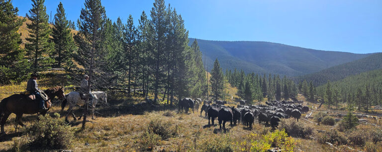 two riders on horseback trailing cattle down a mountain slope
