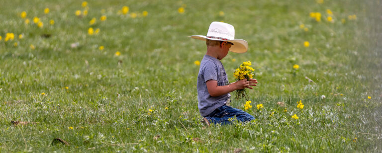 young boy kneeling in meadow picking wildflowers wearing straw cowboy hat, snap shirt and jeans