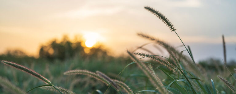 close up of crop at sunset with trees shadowed