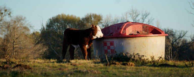 hereford calf at feeder