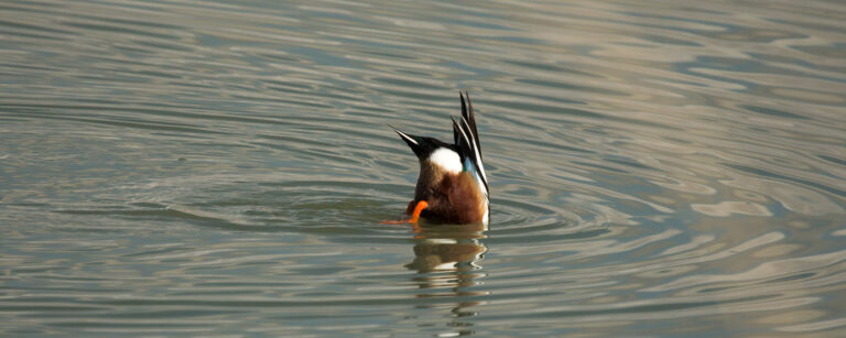 duck diving for food in pond