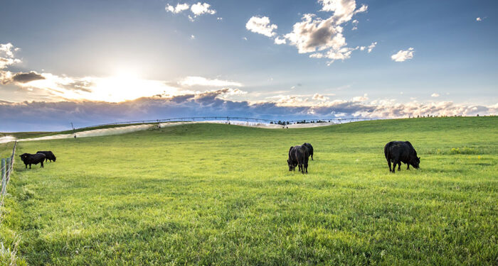 black bulls grazing under a pivot on green pasture with sun dropping behind clouds