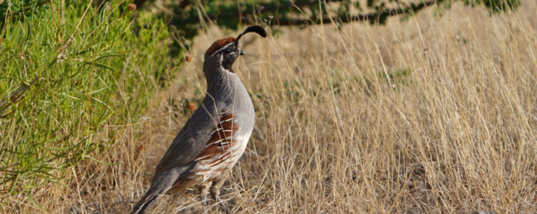 texas upland bird
