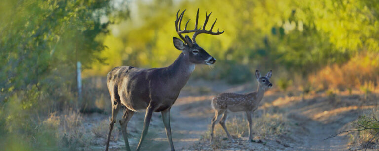 deer and fawn crossing dirt road in rural setting
