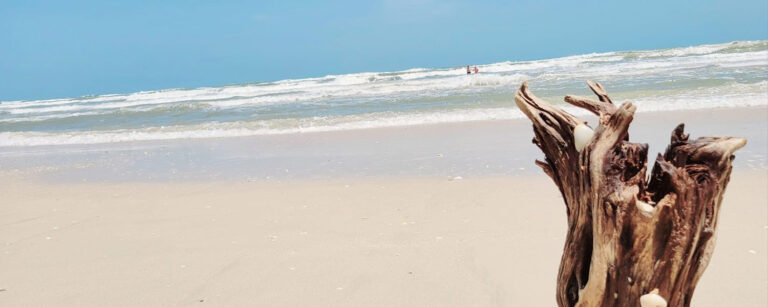 texas beach with driftwood stump and blue sky