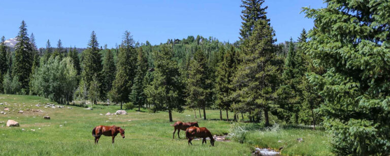 horses grazing near creek in mountain meadow