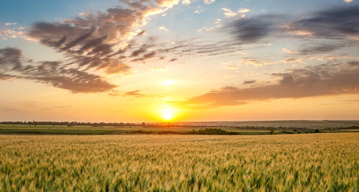 Green wheat field with gorgeous sunset and clouds