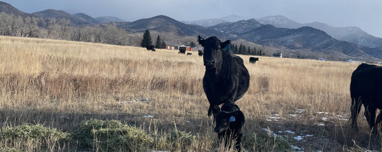 cow/calf black angus in brown field with mountains in the distance