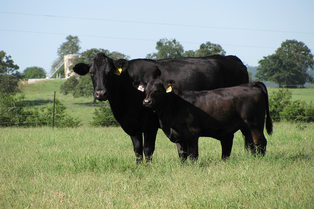 Black cow with calf in grass field with trees in background