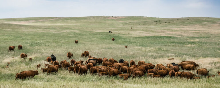 Red Angus Cattle grazing in a lush pasture of grass