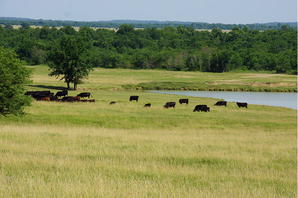 Cattle grazing with pond and trees in the background
