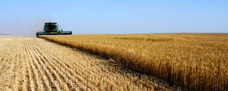 Combine harvesting a large wheat field