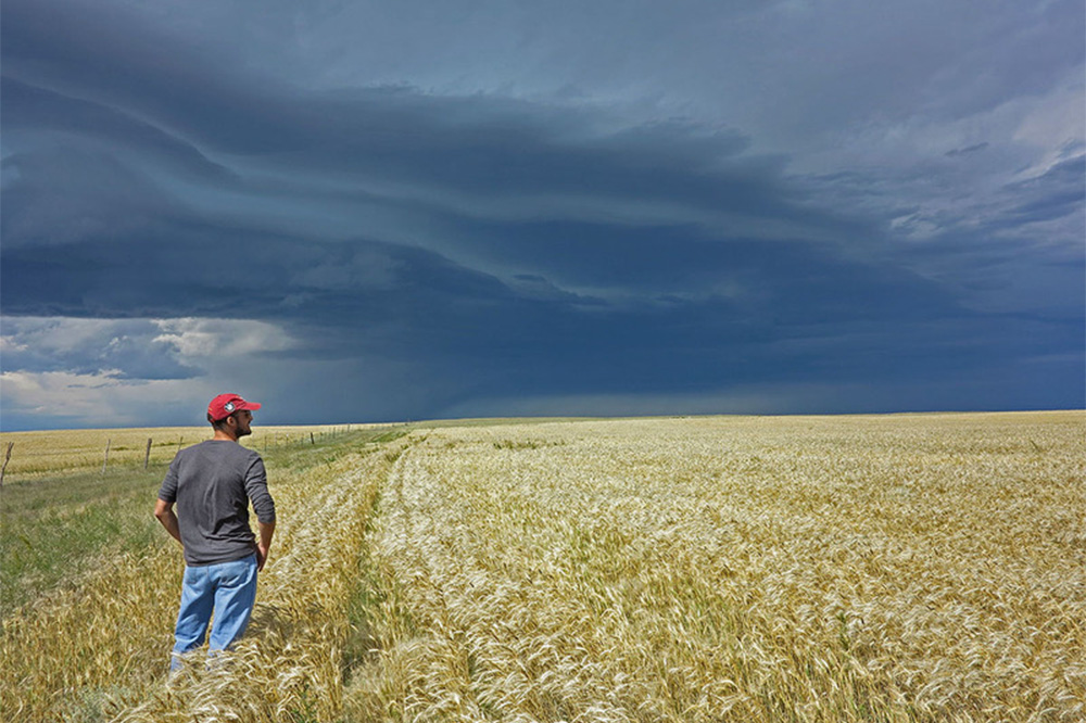 Farmer in red hat standing and gazing over a wheat field with a stormy sky