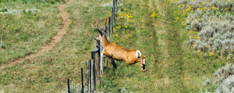 buck leaping pagewire fence