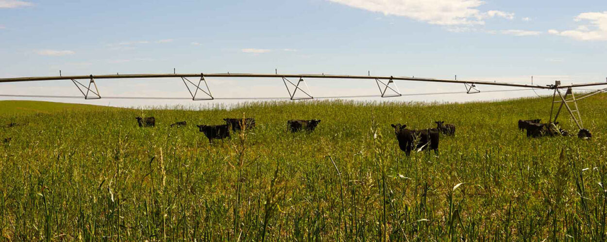 calves under pivot on irrigated pasture