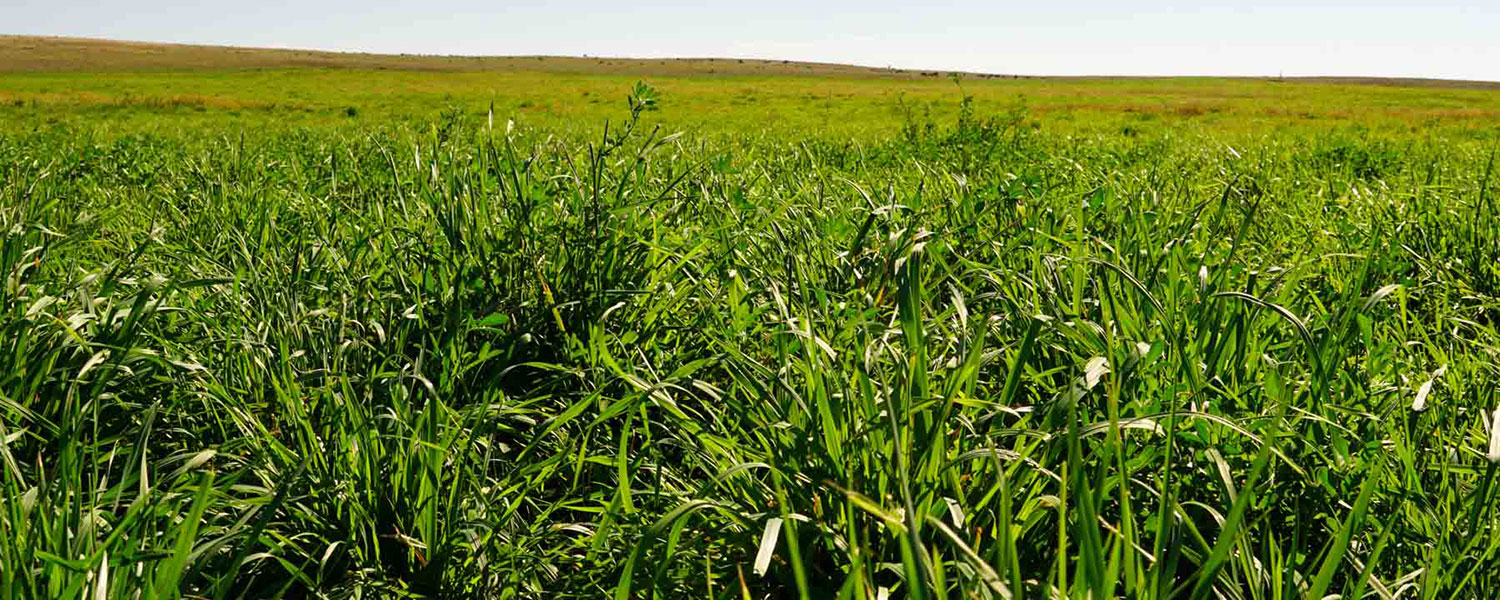 close up of healthy forage in an irrigated pasture