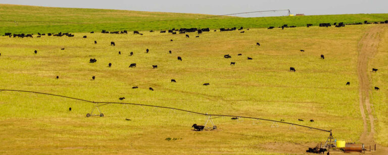 cattle under a pivot grazing on irrigated pasture and on a rotational grazing management system