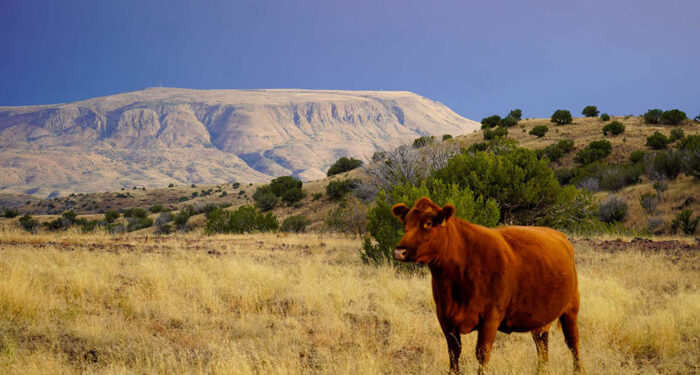 red angus cow in yellow grass field with shrubby hillside and butte plateau in background under blue sky
