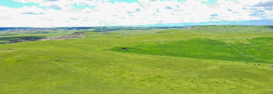 Lush green pasture with blue sky and white clouds