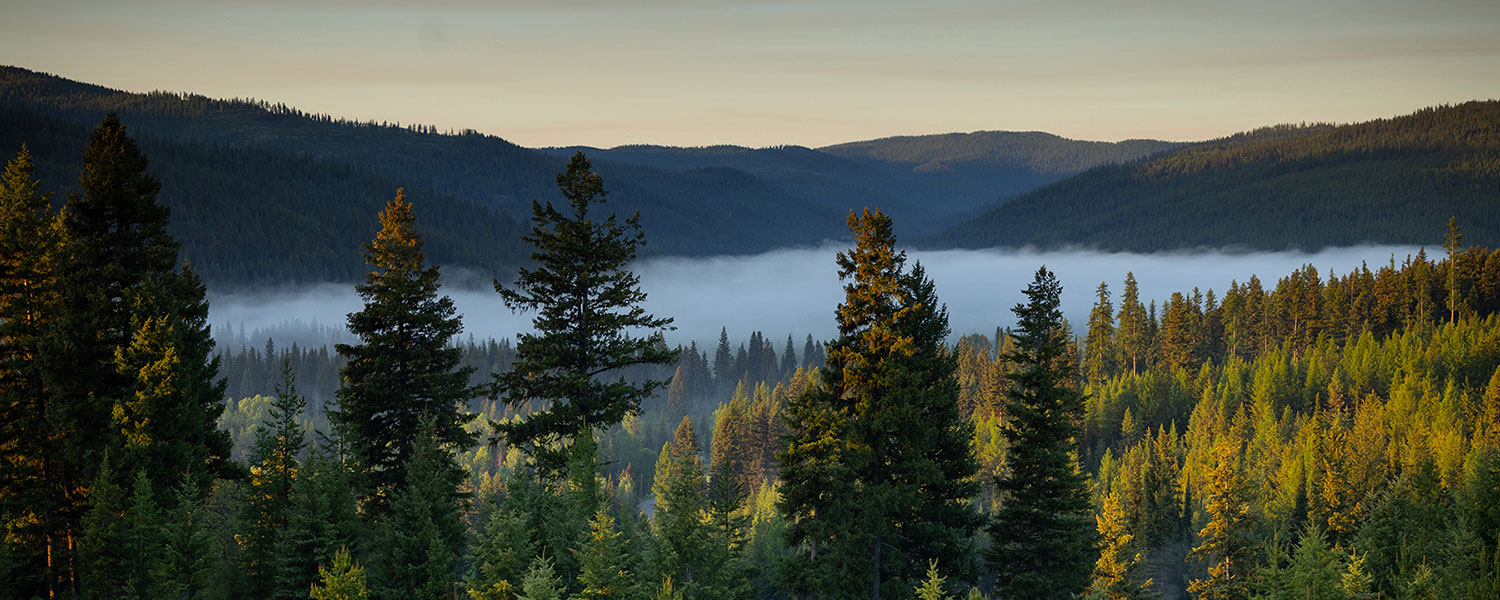overview of coniferous trees and fog rolling in between the background mountains