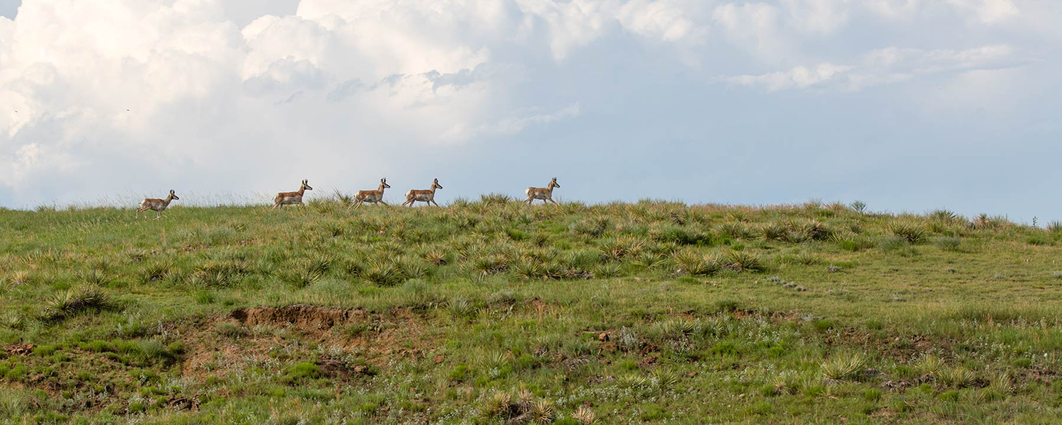 antelope running on top of hill