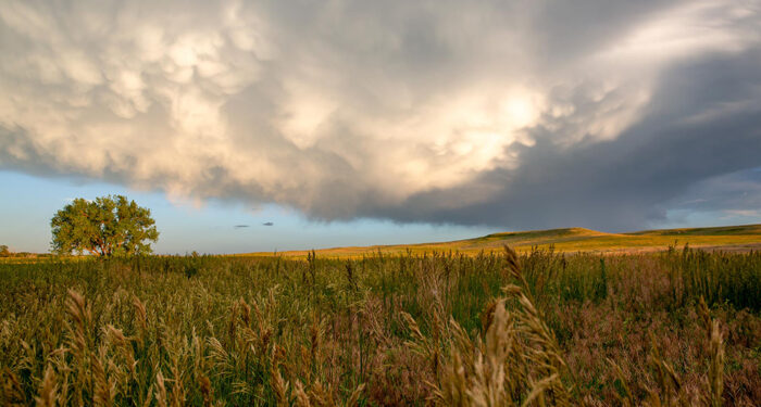 tree on side of meadow with clouds overhead and view on eastern Colorado ranch