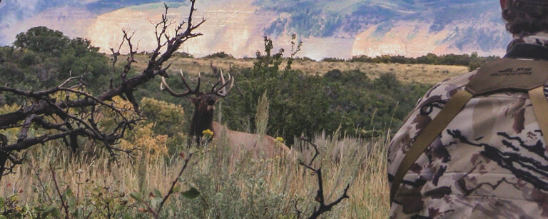man watches bugling bull elk as the sun rises
