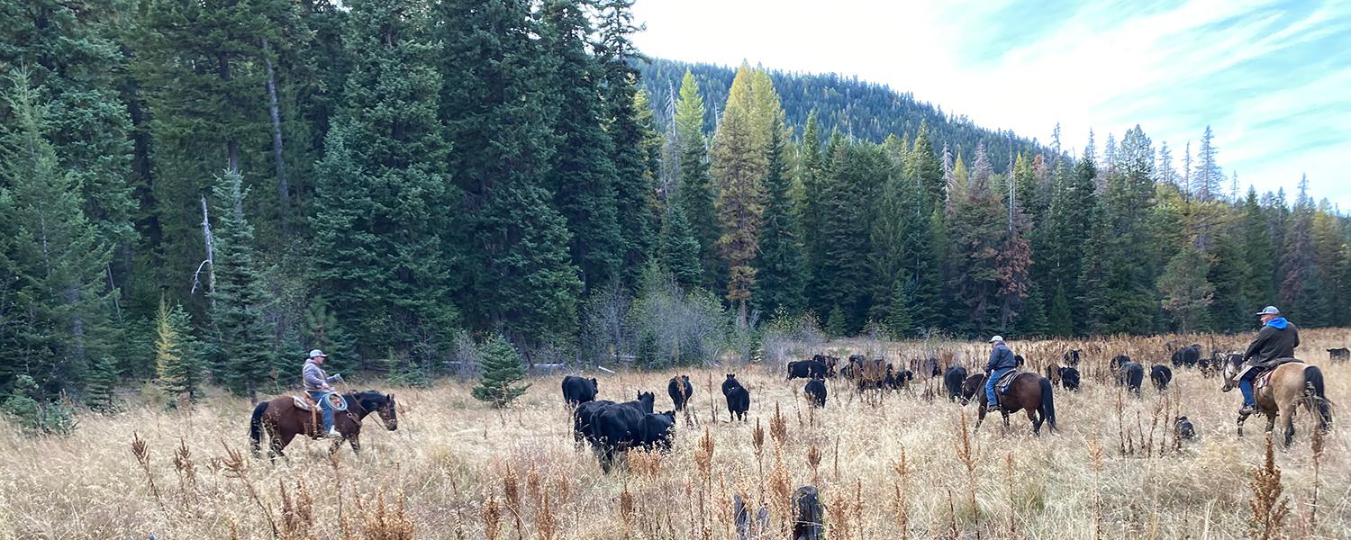 riders on horseback moving cattle through a brown meadow surrounded by oregon hills