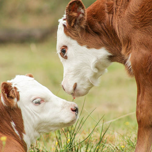 two hereford calves