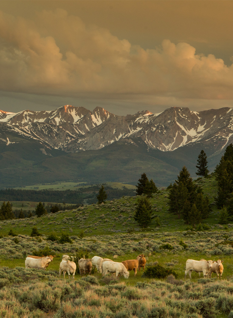 Snowy mountain range with cattle grazing in a pasture