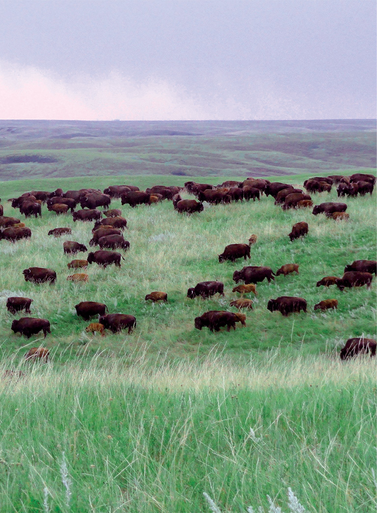 Herd of bison grazing in a lush green mountain pasture