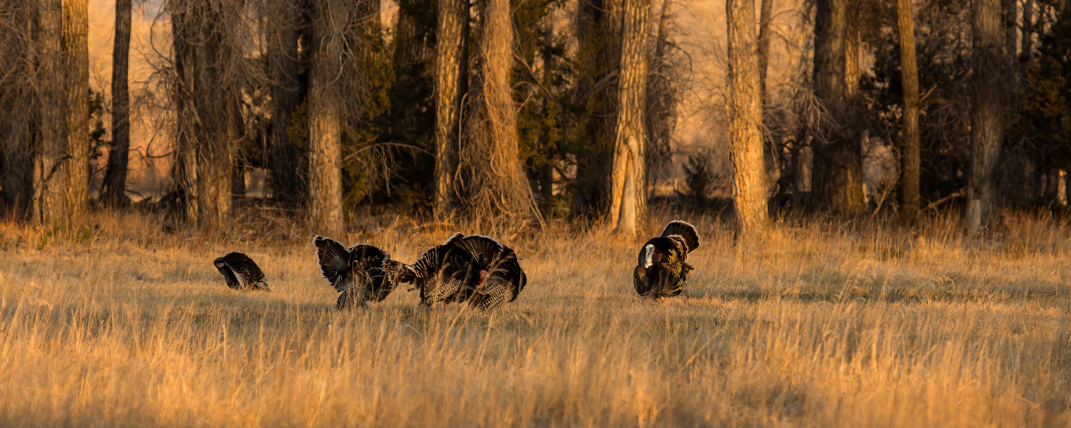 Turkeys in field with stand of trees in background