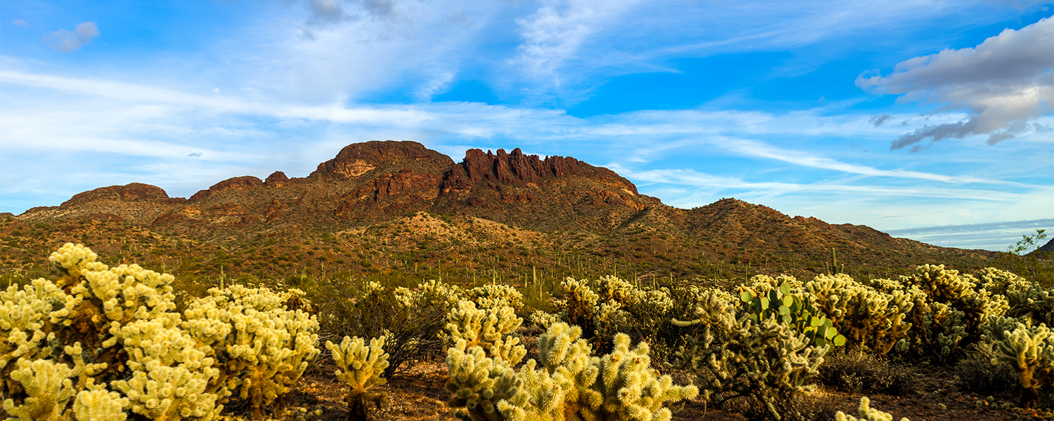 landscape vista of desert and blooms with mountain and blue sky in Arizona