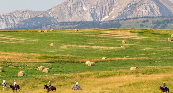 large hay meadow with round bales rises behind five riders on horseback and large plateau in the far background