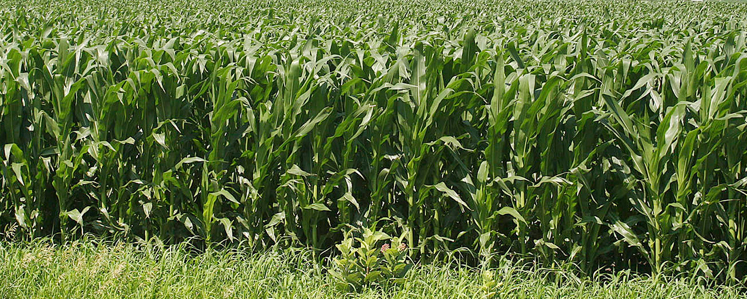 view of green growing corn field